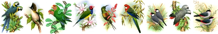 Group banner.jpg (104244 bytes)